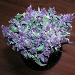 Buy Purple Haze Online in Bora Bora